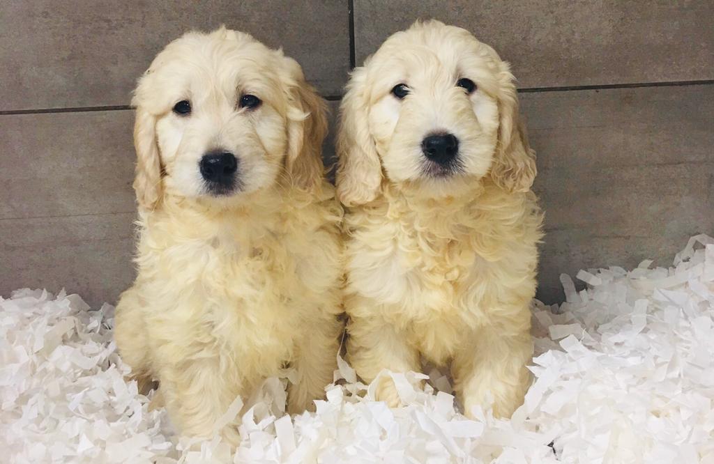 Golden Retriever puppies for Sale in the UK