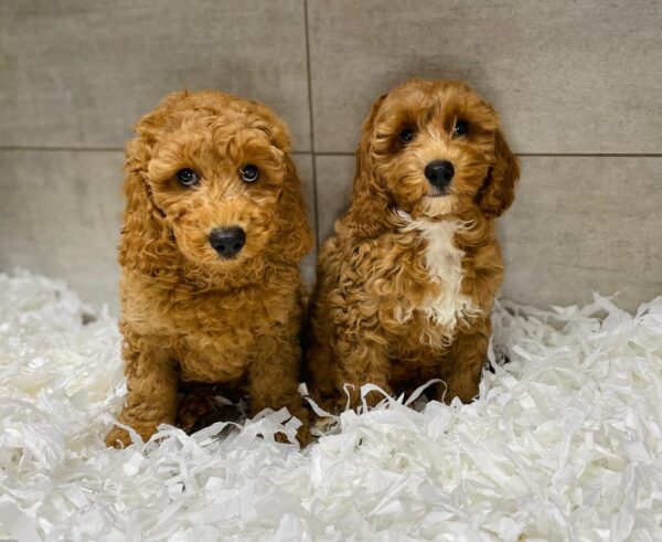 Dogs & Puppies For Sale in Lancashire, UK | Douglas Hall Kennels