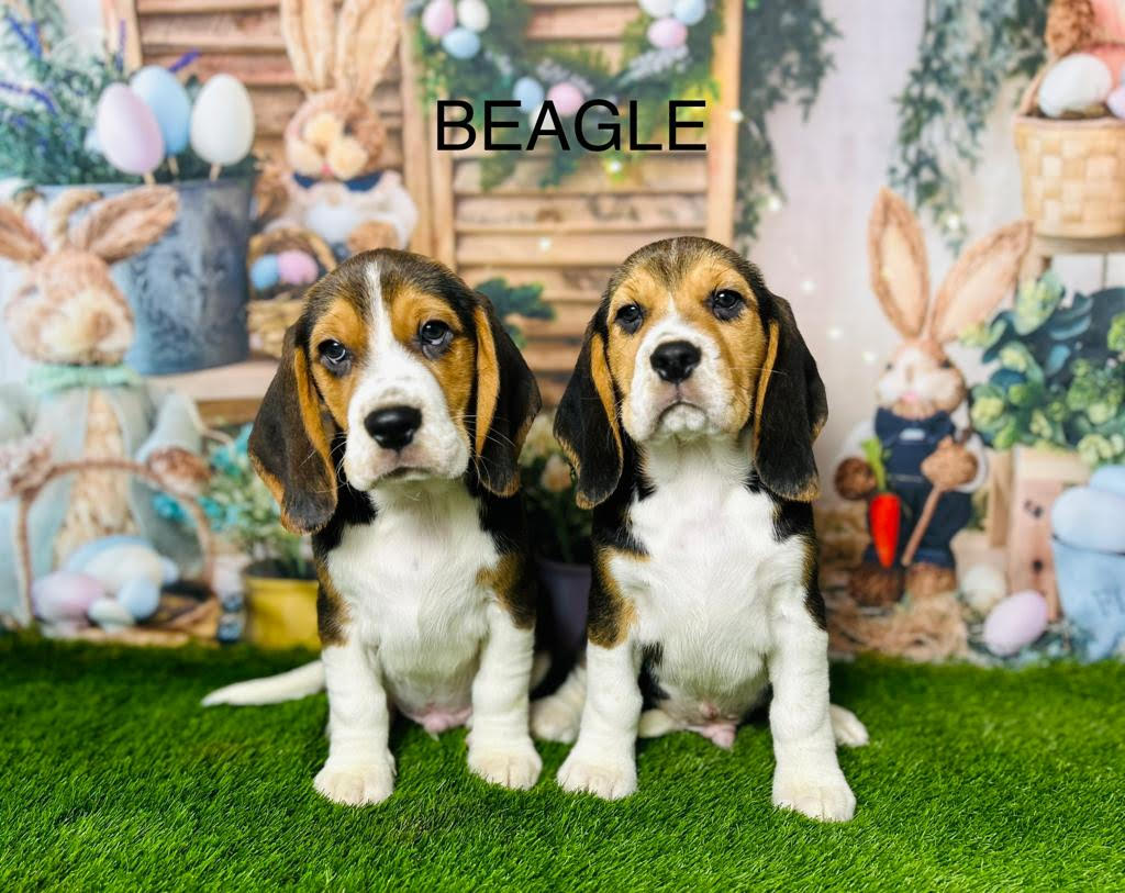 Buy a beagle puppy best sale near me