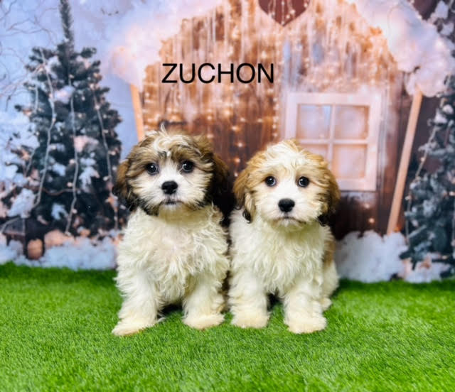 Zuchon for 2024 sale near me