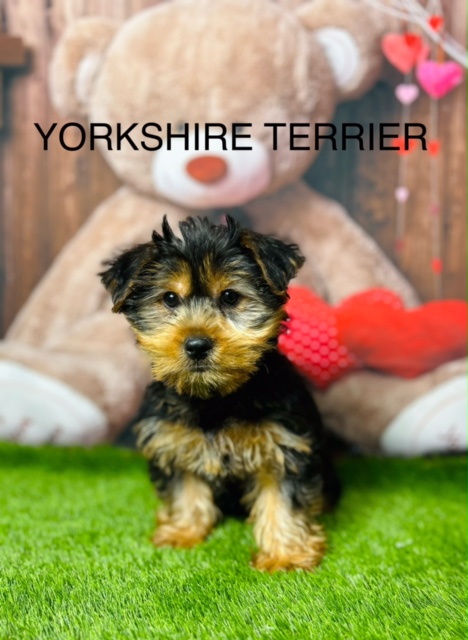 Puppies & Dogs for Sale in Lancashire, UK | Licensed Dog Breeders Near You