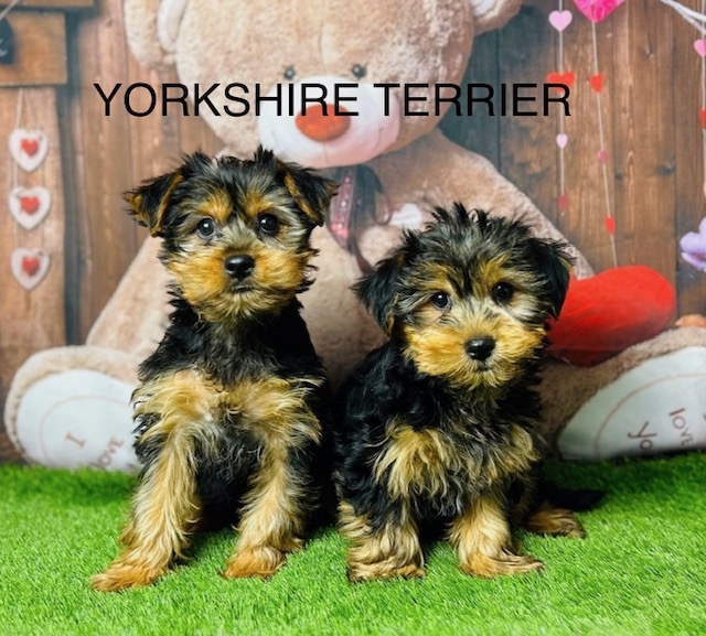 Puppies & Dogs for Sale in Lancashire, UK | Licensed Dog Breeders Near You