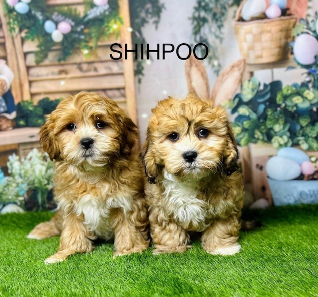 Shih poo puppy breeders best sale near me