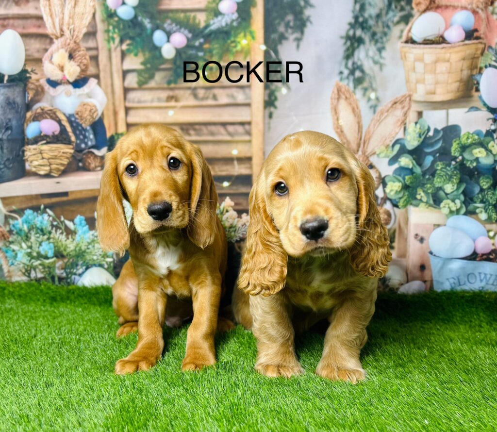 Bocker puppies sale