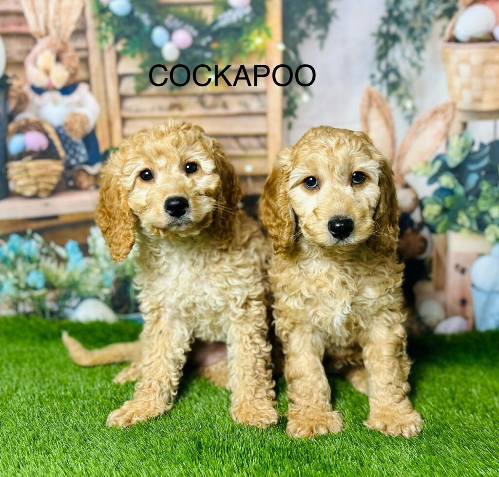 Cockapoo for best sale