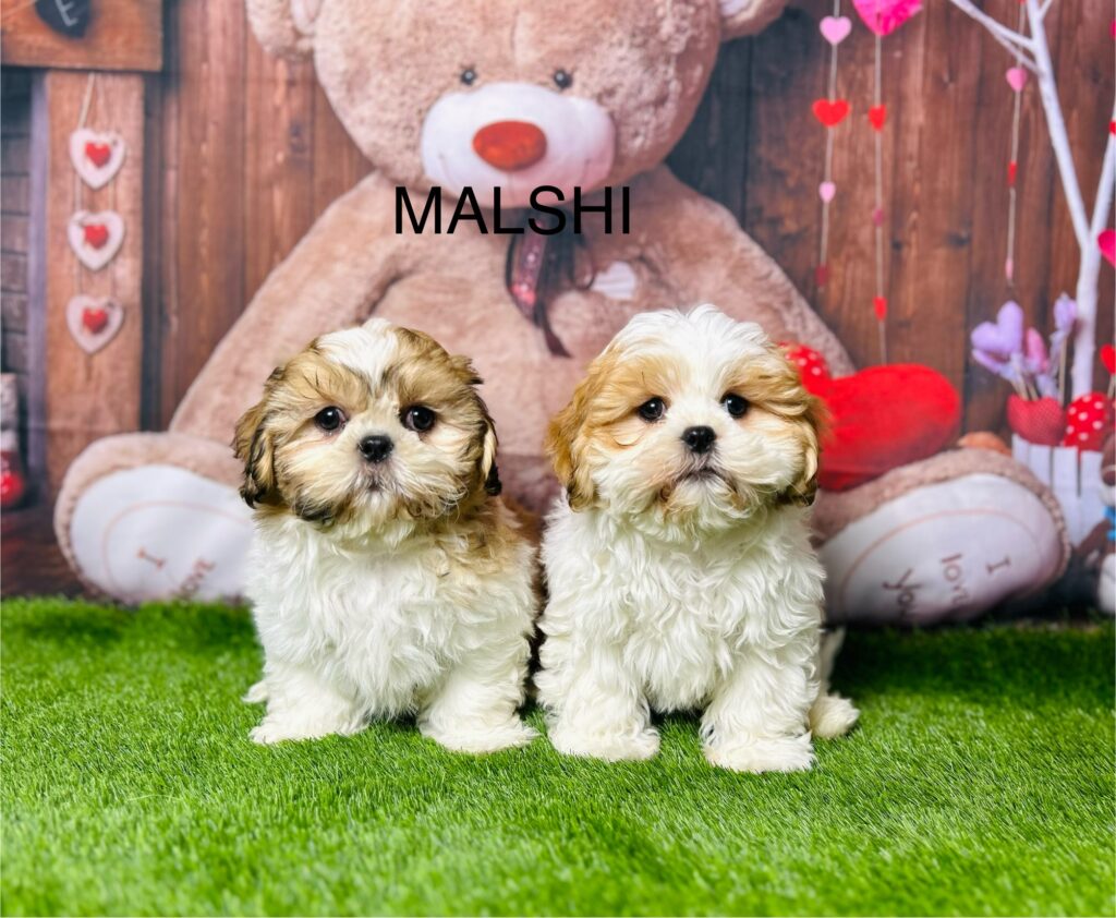 Shops malshi breeders near me