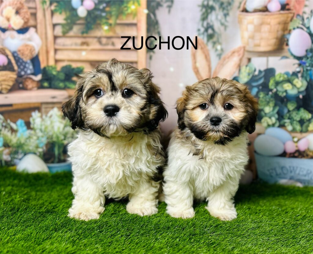 Zuchon for sale near 2025 me