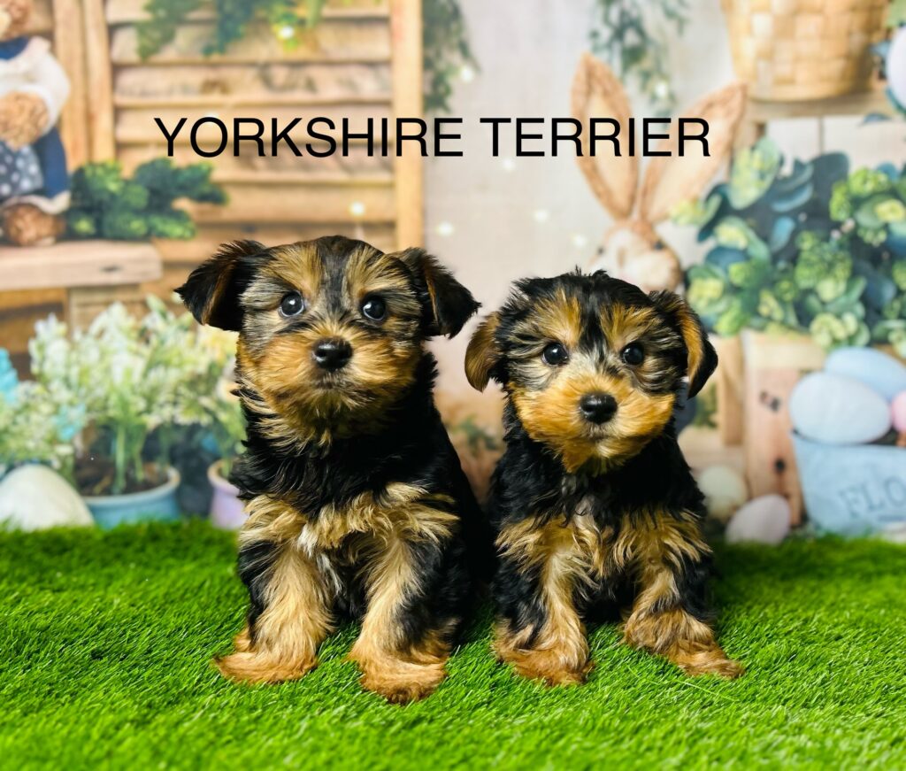 Yorkshire Terrier For Sale 