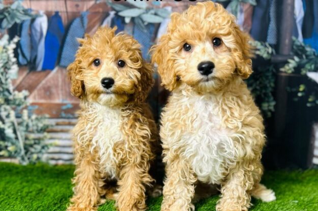 Discovering The Magic of Cavapoo Puppies