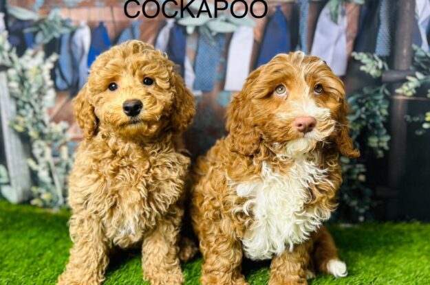 Turning Your Home Cockapoo-Friendly Paradise – A Guide