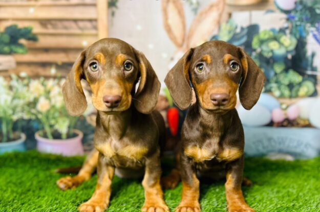 5 Must-Know Dachshund Flairs for To-Be Pet Parents