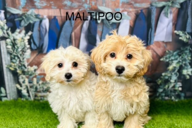 Pampering Your Maltipoo Puppy – Tips and Tricks