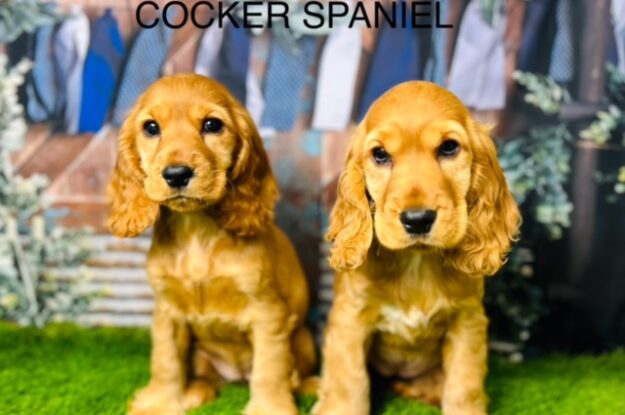 A Guide on Cocker Spaniels for New Puppy Parents