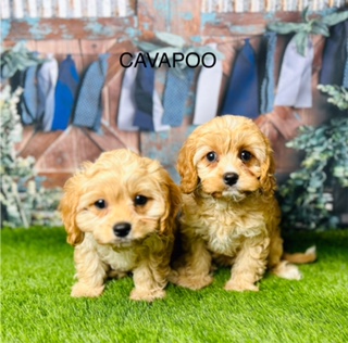 Adapting Cavapoos To Urban Spaces – A Guide