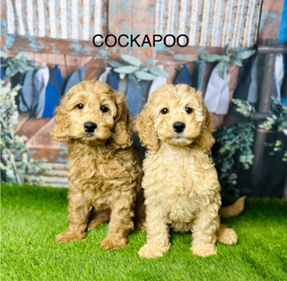 How To Introduce Cockapoo Puppies To Kids?