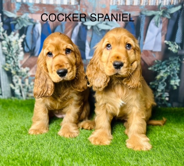 Cocker spaniel breeder shops brisbane