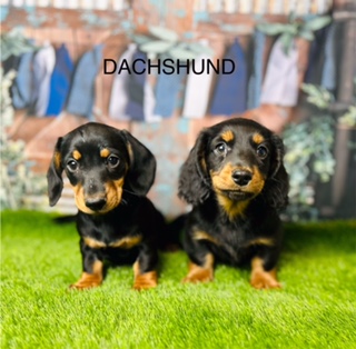 How Socialising Can Help Your Dachshund Pup Grow?