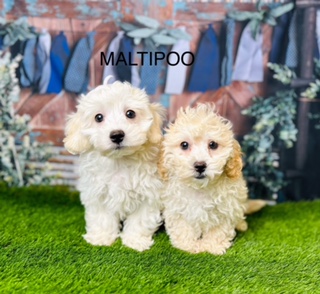 Is Maltipoo Right For You? Answering A Few FAQs