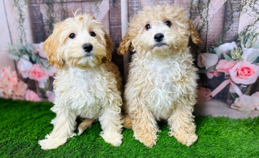 Raising Happy Poochon Puppies | UK Breeder Guide & Tips | DHK