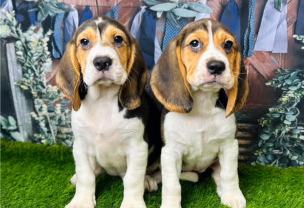 The Ultimate Checklist for Bringing Home a Beagle Puppy