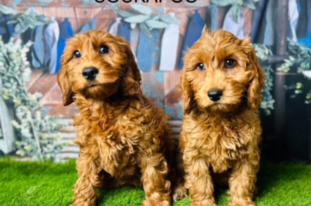 Is a Cockapoo Right for You? Factors to Consider