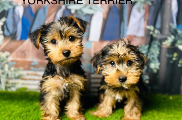 Why Yorkshire Terriers Love to Snuggle: The Science Behind It