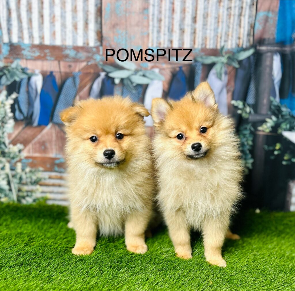 Pomeranian dog seller near me best sale