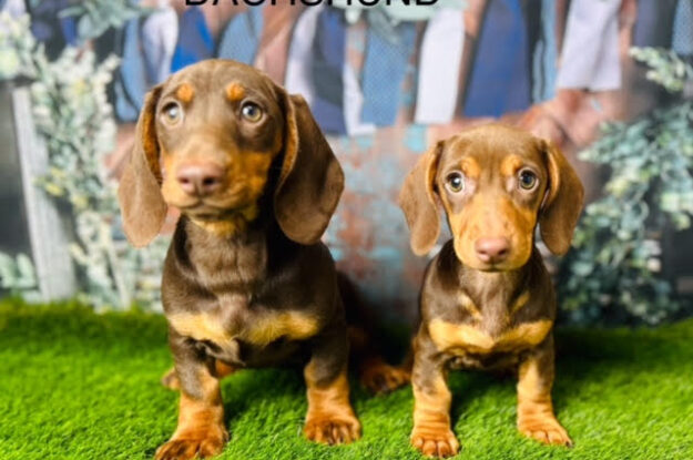 Top Tips for Training Your Stubborn but Sweet Dachshund