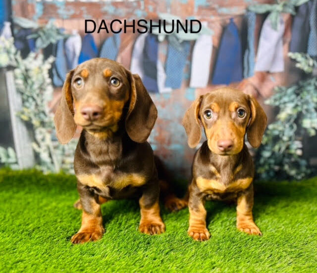 Dachshund Puppies For Sale