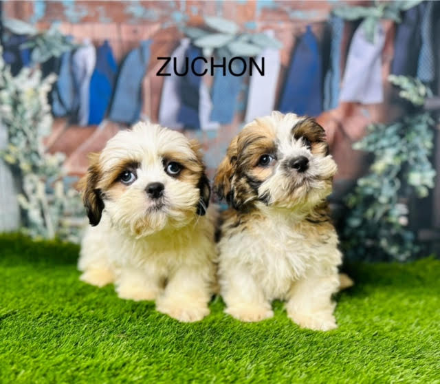 Shichon puppies for sale online