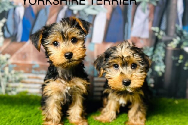 Ensure These Tips To Bring Home A Healthy Yorkshire Terrier