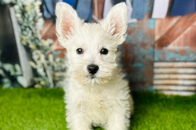 Why Are West Highland Terriers The Perfect Companion Dogs?