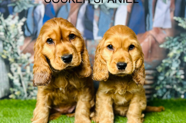 A Diet and Nutrition Guide for a Cocker Spaniel