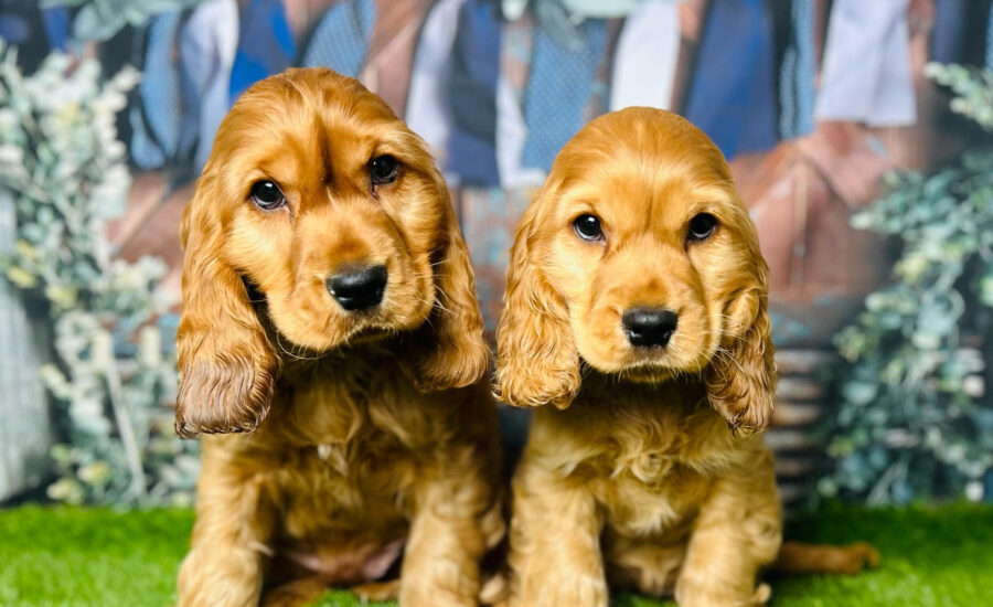 Cocker Spaniel Puppies for Sale