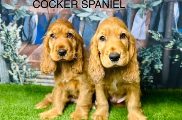 Training Tips To Raise A Well-Behaved Cocker Spaniel