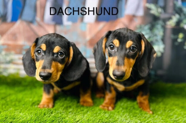 Dachshund – The Perfect Companion for Modern Urban Lifestyle