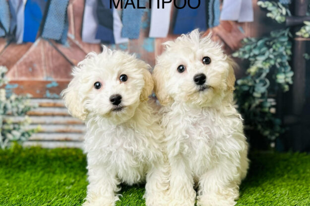 Maltipoo for Sale : Why Do They Pull Hard On Their Leads?