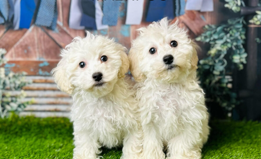 Maltipoo Puppies for Sale