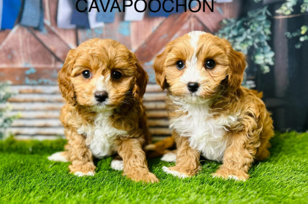 Let’s See if You’re Ready To Adopt a Cavapoochon!