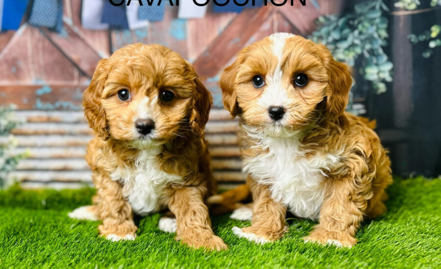 Cavapoochon Puppies for Sale