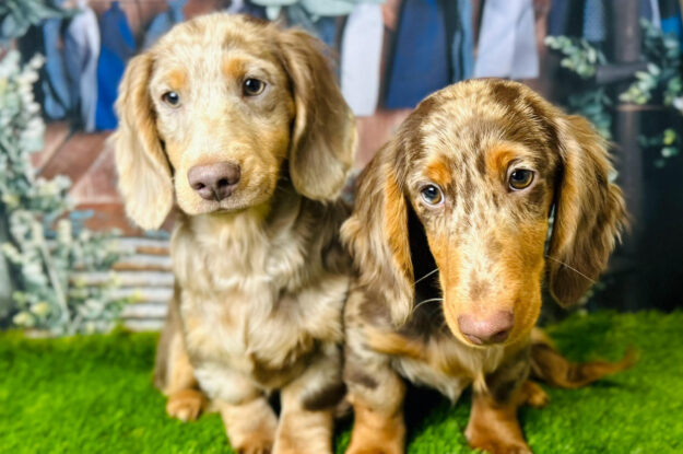 Tips for Training, Caring, and Spoiling Your Doxie