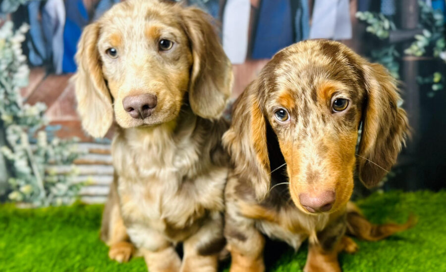 Dachshund Puppies For Sale